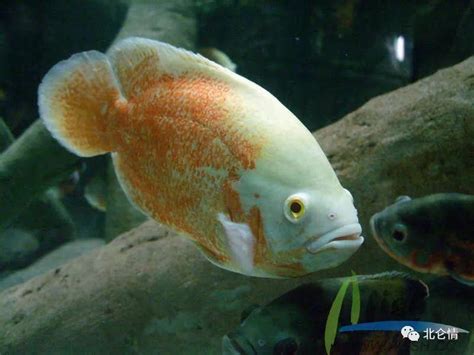 地图鱼风水|地图鱼，人们水族箱里的最爱